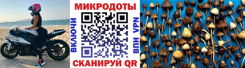 сколько стоит  ссылка на мегу ссылка  Псилоцибиновые грибы прущие грибы  Стародуб 